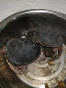 国产鳄龟可以放生吗视频,国产鳄龟放生可行性与生态影响探讨